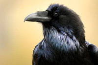 Raven, up close and personal