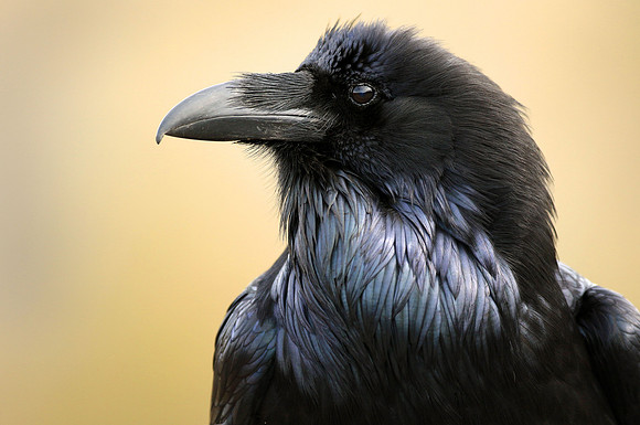 Raven, up close and personal