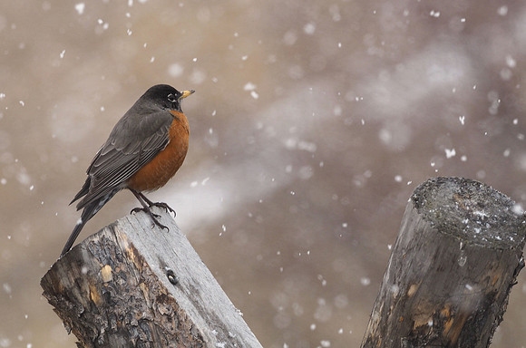 American Robin, Snowstorm