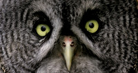 Great Grey Owl, Denali N.P.