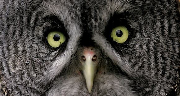 Great Grey Owl, Denali N.P.