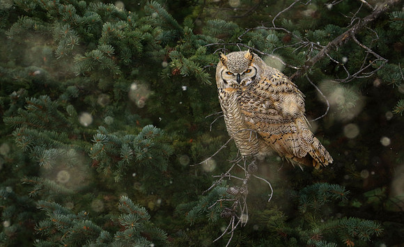 Great Horned Owl, Yellowstone National Park