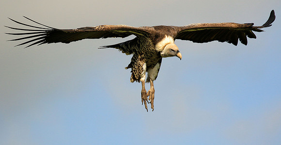 Griffon Vulture, Tanzania