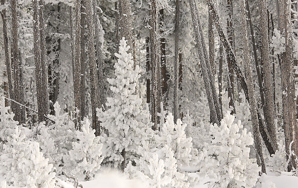 Frozen Forest