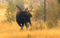 Bull Moose, Grand Teton National Park