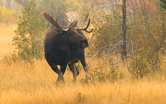 Bull Moose, Grand Teton National Park