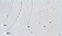 Snow Snails