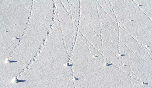 Snow Snails