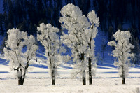 Cottonwood Trees