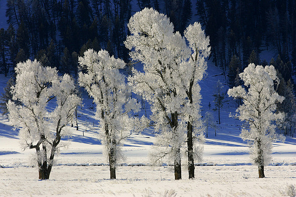 Cottonwood Trees