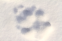 Wolf Track, Lamar Valley