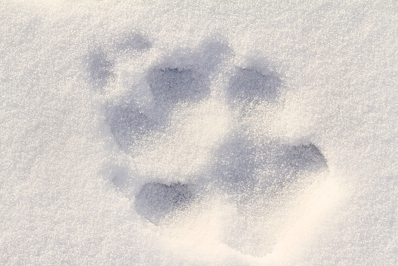 Wolf Track, Lamar Valley