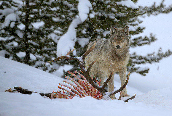 Alert at the Kill.