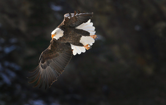 Bald Eagle, Yellowstone River