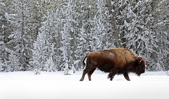 Traveling Bison