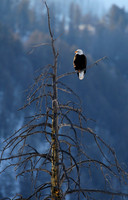 Bald Eagle, Lamar Valley