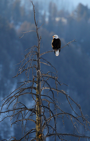 Bald Eagle, Lamar Valley