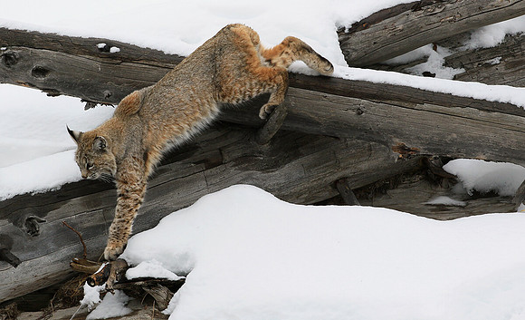 Madison River Bobcat