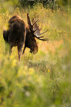 Lone Bull Moose