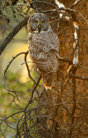 Great Grey Owl