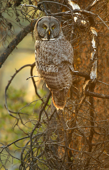 Great Grey Owl
