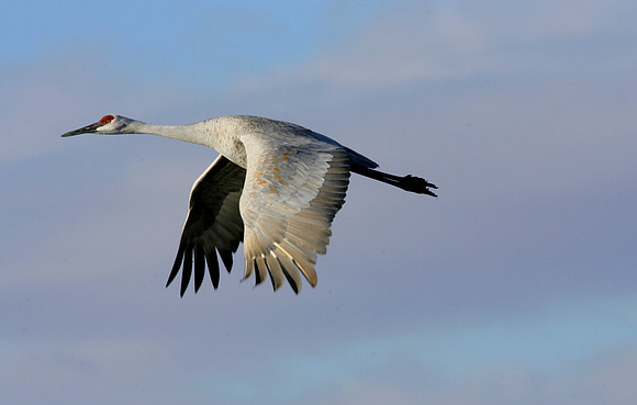 Sandhill Crane