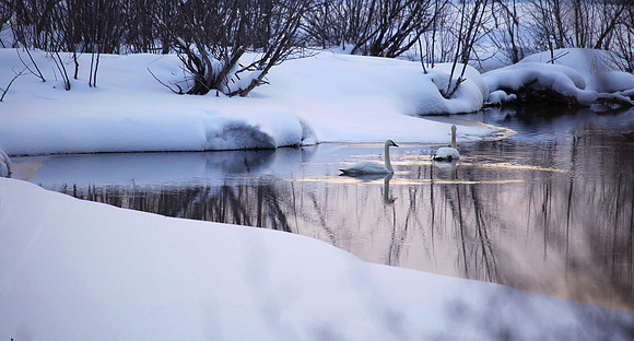Swan Solitude