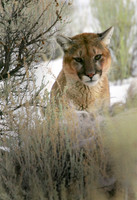Mountain Lion
