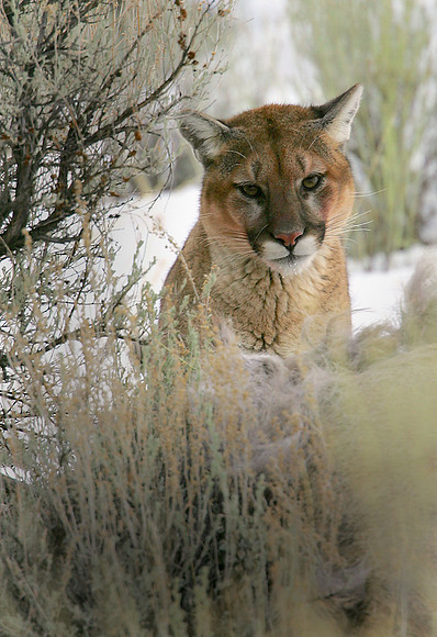 Mountain Lion