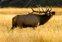 Madison River Bull Elk