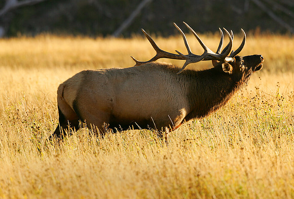 Madison River Bull Elk