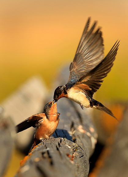 Barn Swallows