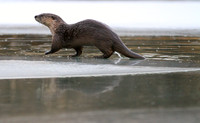 River Otter
