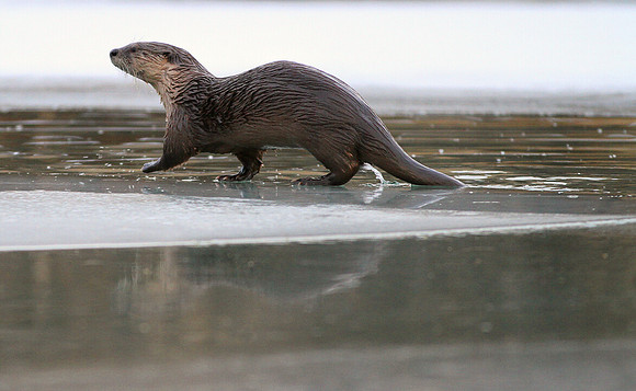 River Otter