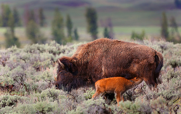 Bison and Calf