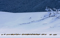 Elk Herd, National  Elk Refuge