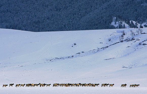 Elk Herd, National  Elk Refuge