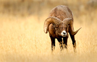 Rocky Mountain Big Horn Sheep