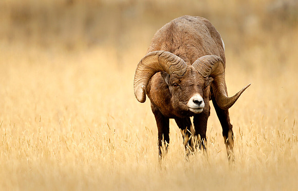 Rocky Mountain Big Horn Sheep