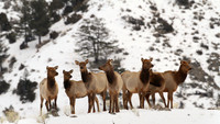 Alert Elk