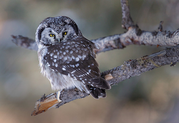 Boreal Owl