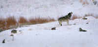 Yellowstone Wolf