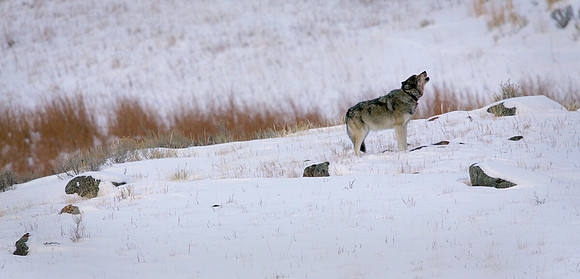 Yellowstone Wolf