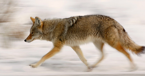 Coyote Running