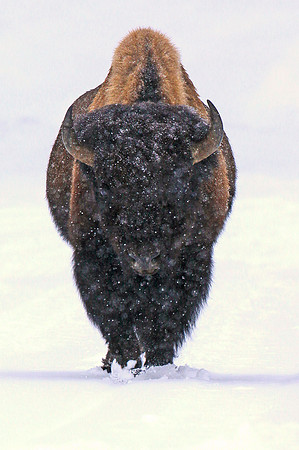 Lone Bison in Snow Storm.