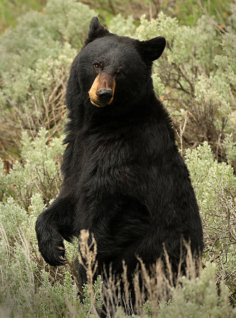 Black Bear, Yellowstone National Park