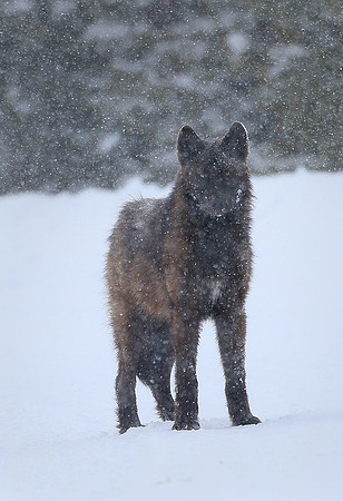 Stand alone wolf. Yellowstone National Park