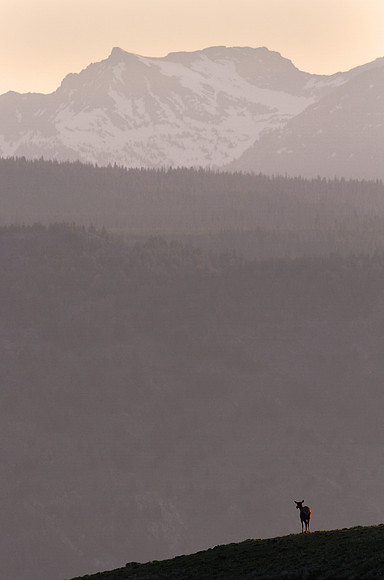 Elk Pauses