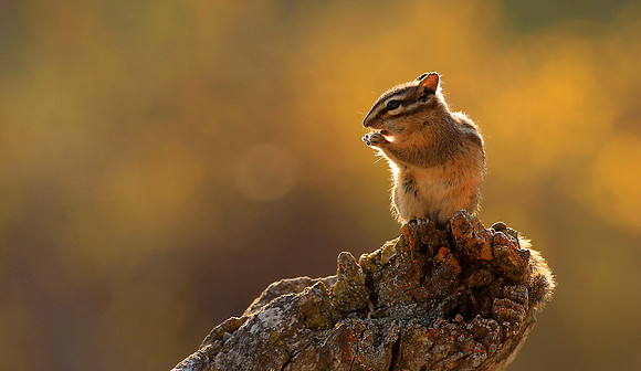 Chipmunk