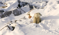 Polar Bear waking up